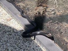 Coluber constrictor priapus