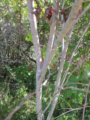 Salix × reichardtii