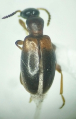 Omonadus formicarius