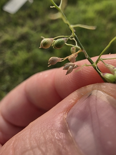 Image of Scribner's Panicgrass (Dichanthelium scribnerianum) by (c) Cleveland Powell, some rights reserved (CC BY)