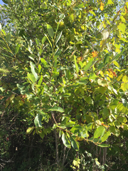 Salix × reichardtii