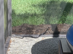 Coluber constrictor priapus