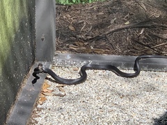 Coluber constrictor priapus