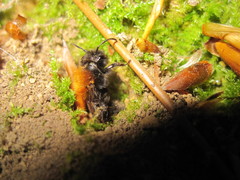 Andrena fulva