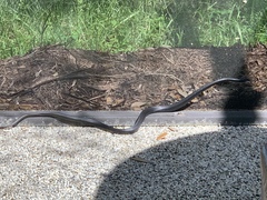 Coluber constrictor priapus