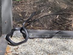 Coluber constrictor priapus