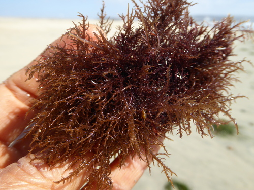Hypnea valentiae observed 2025-04-24