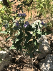 Vitex agnus-castus