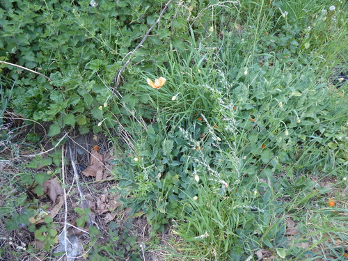 Image of Papaver atlanticum by (c) jamie-aa, some rights reserved (CC BY)