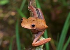 Polypedates colletti