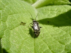 Plagiognathus obscurus