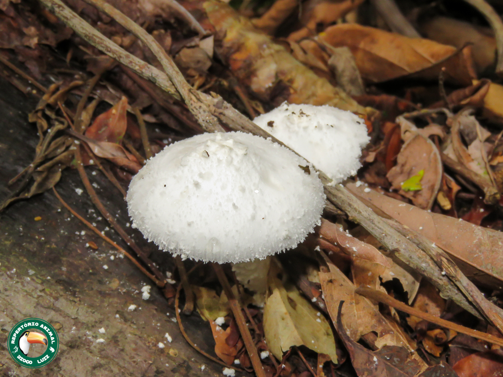 Leucocoprinus cretaceus · April 2025 · photo: © diogoluiz (iNaturalist, cc-by)
