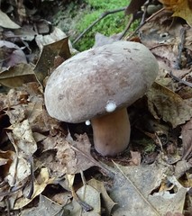 Lactifluus