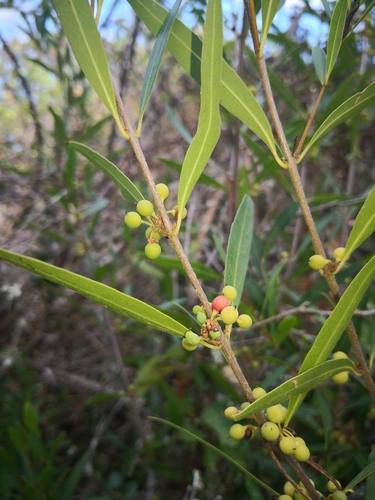 Phillyrea angustifolia, photographed by an iNaturalist contributor