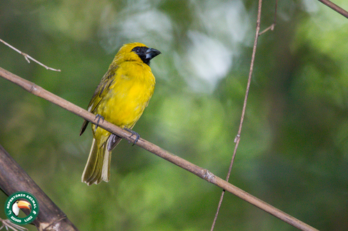 Yellow-green Grosbeak (Caryothraustes canadensis), photo 6
