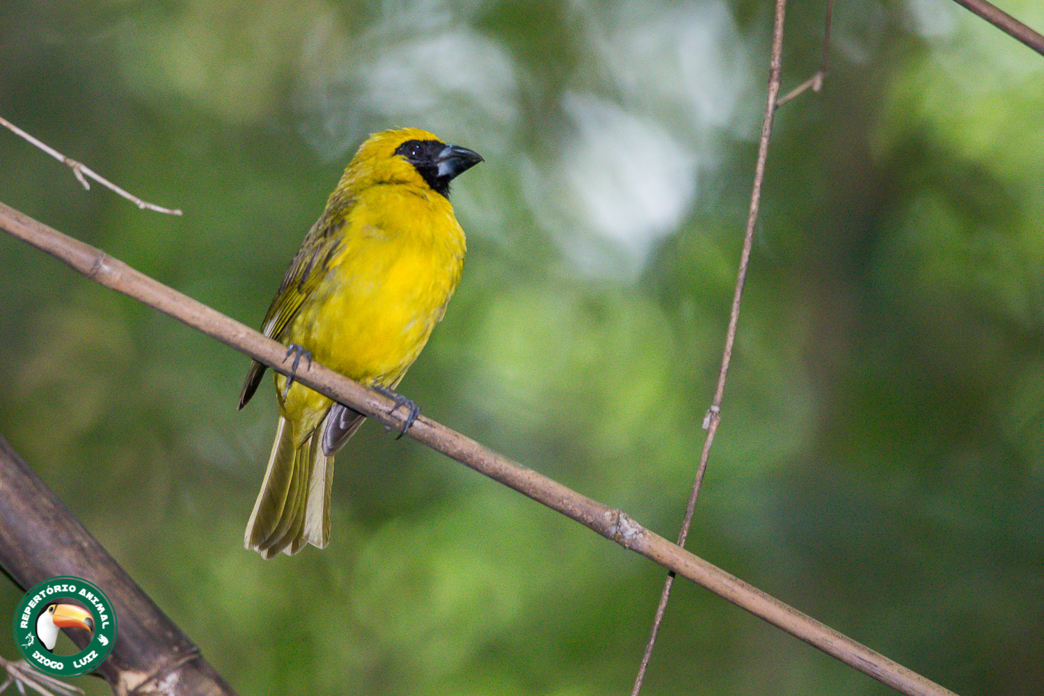 Yellow-green Grosbeak (Caryothraustes canadensis)