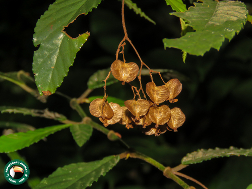 Begonia arborescens, 2025-04-26