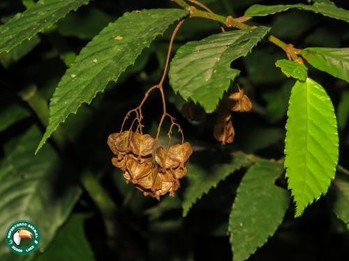 Begonia arborescens, photograph 1