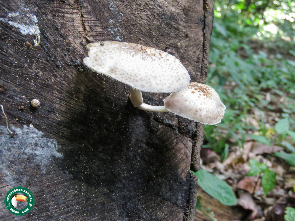 Oudemansiella cubensis · April 2025 · photo: © diogoluiz (iNaturalist, cc-by)