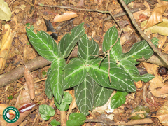 Red-leaf Chamaeranthemum (Chamaeranthemum beyrichii)