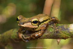 Polypedates macrotis