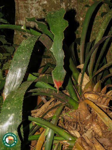 Wittrockia superba, photograph 4