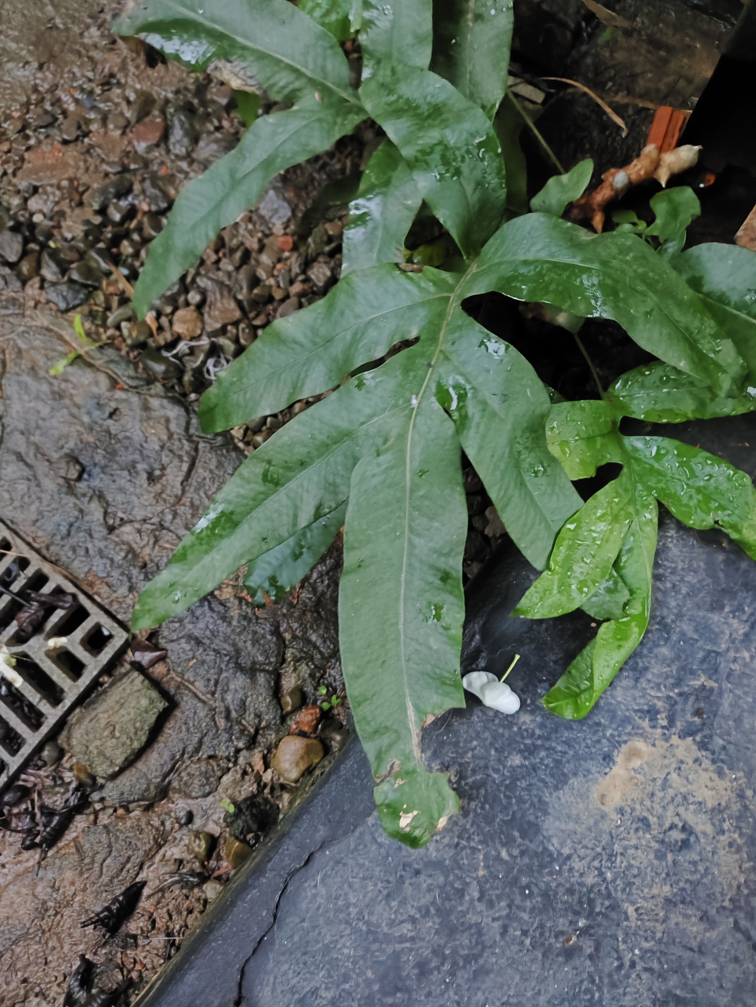 Imagem de Samambaia-açu
