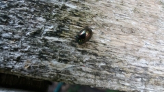 Chrysolina americana