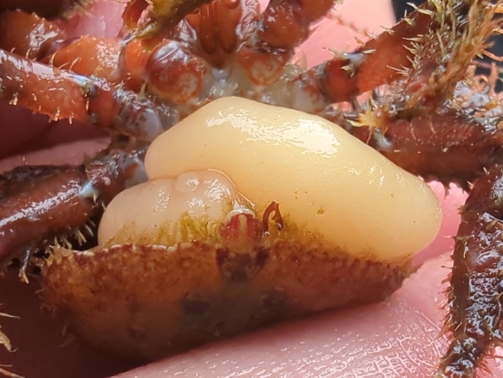 Briarosaccus tenellus