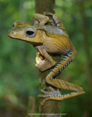 Polypedates otilophus