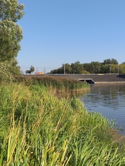 Phragmites australis