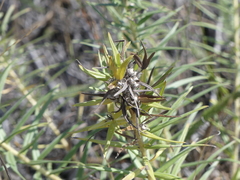 Lithospermum ruderale