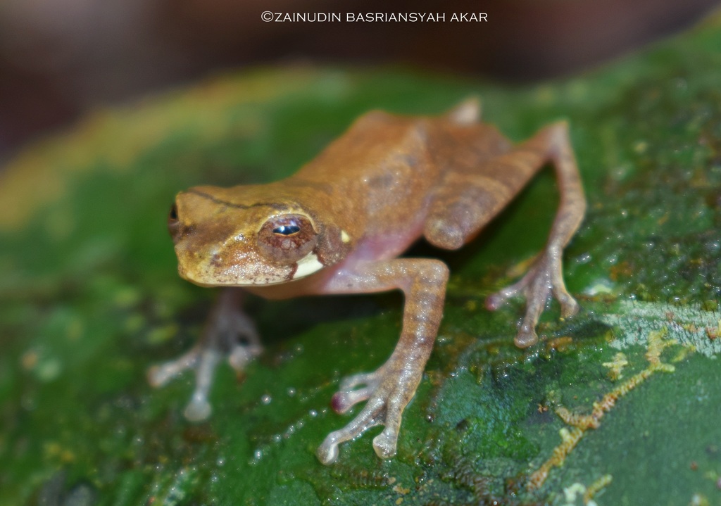 Malkmus' Tree Frog