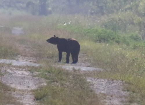 American Black Bear photographed in Florida