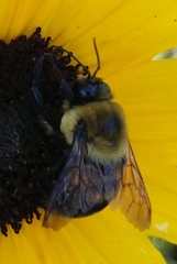 Bombus griseocollis