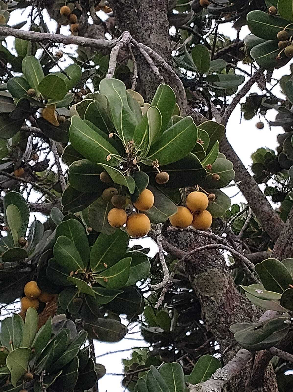 Imagem de Abricó-de-praia
