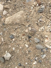 Pogonomyrmex maricopa