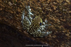 Staurois latopalmatus