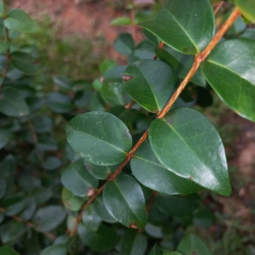 Eugenia uniflora