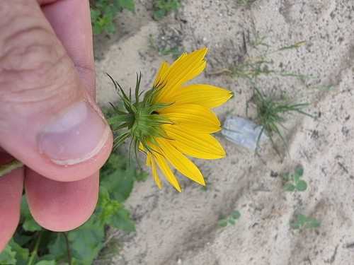 Cucumberleaf sunflower (Helianthus debilis)