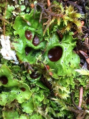 Solorina crocea