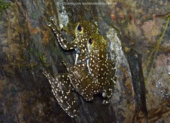 Staurois latopalmatus