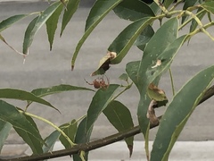 Araneidae