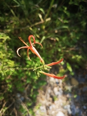 Anisacanthus linearis
