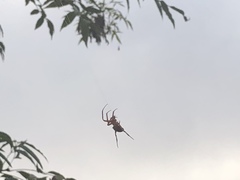 Araneidae