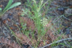 Harbouria trachypleura