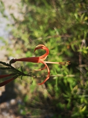 Anisacanthus linearis