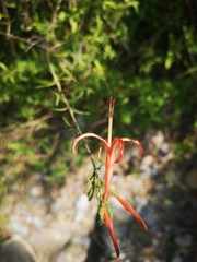 Anisacanthus linearis