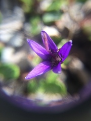 Campanula aurita