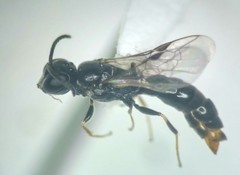 Pemphredonina